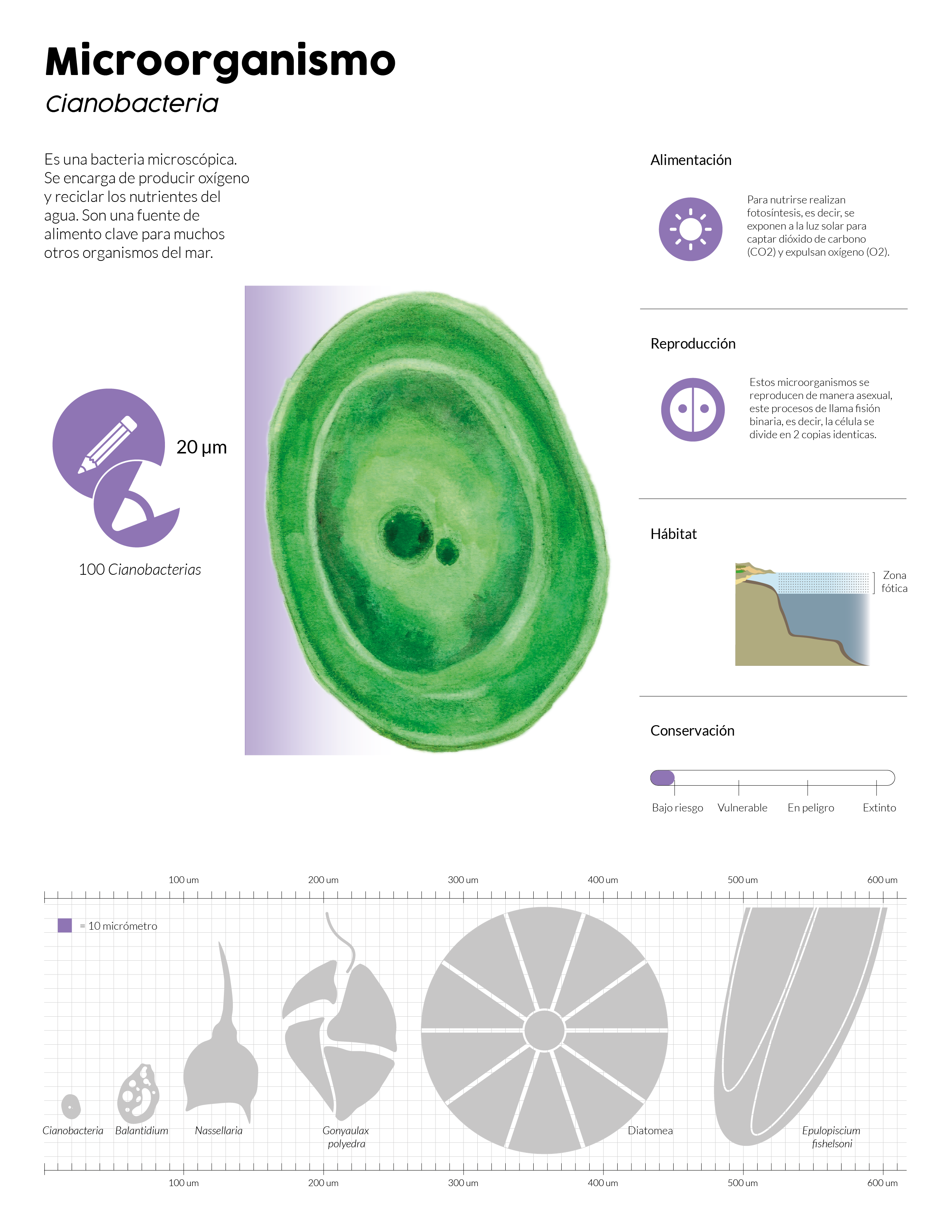 Ejemplo de lamina sobre la cianobacteria