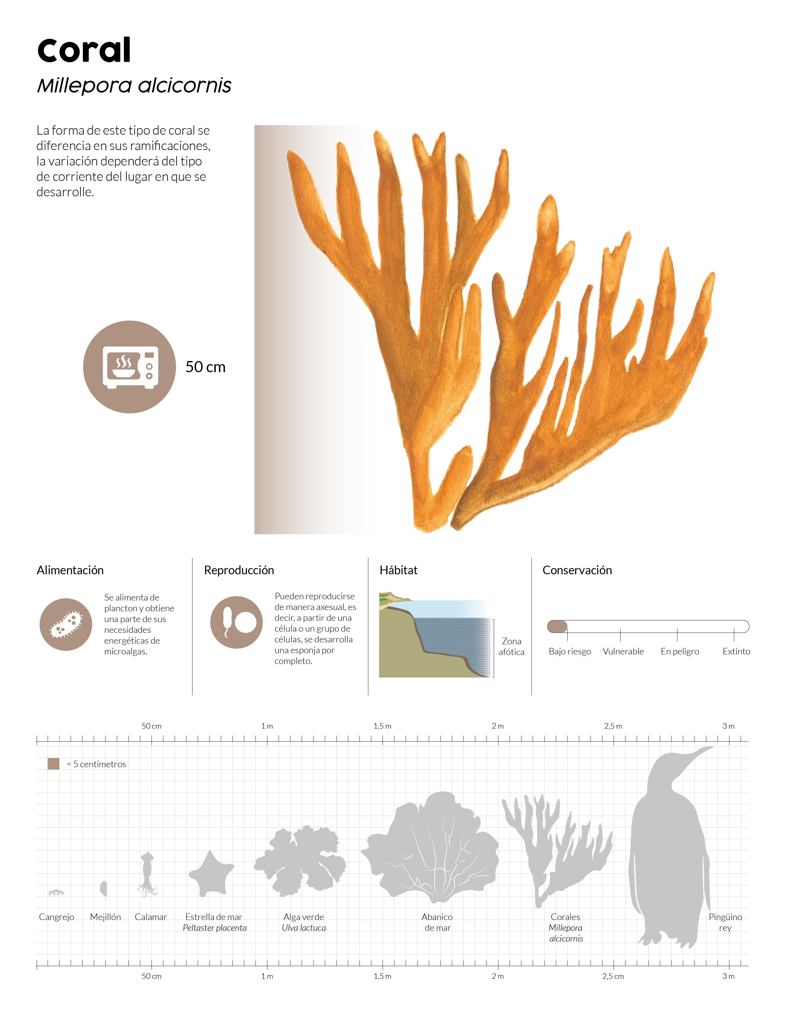 Ejemplo de lamina sobre el coral