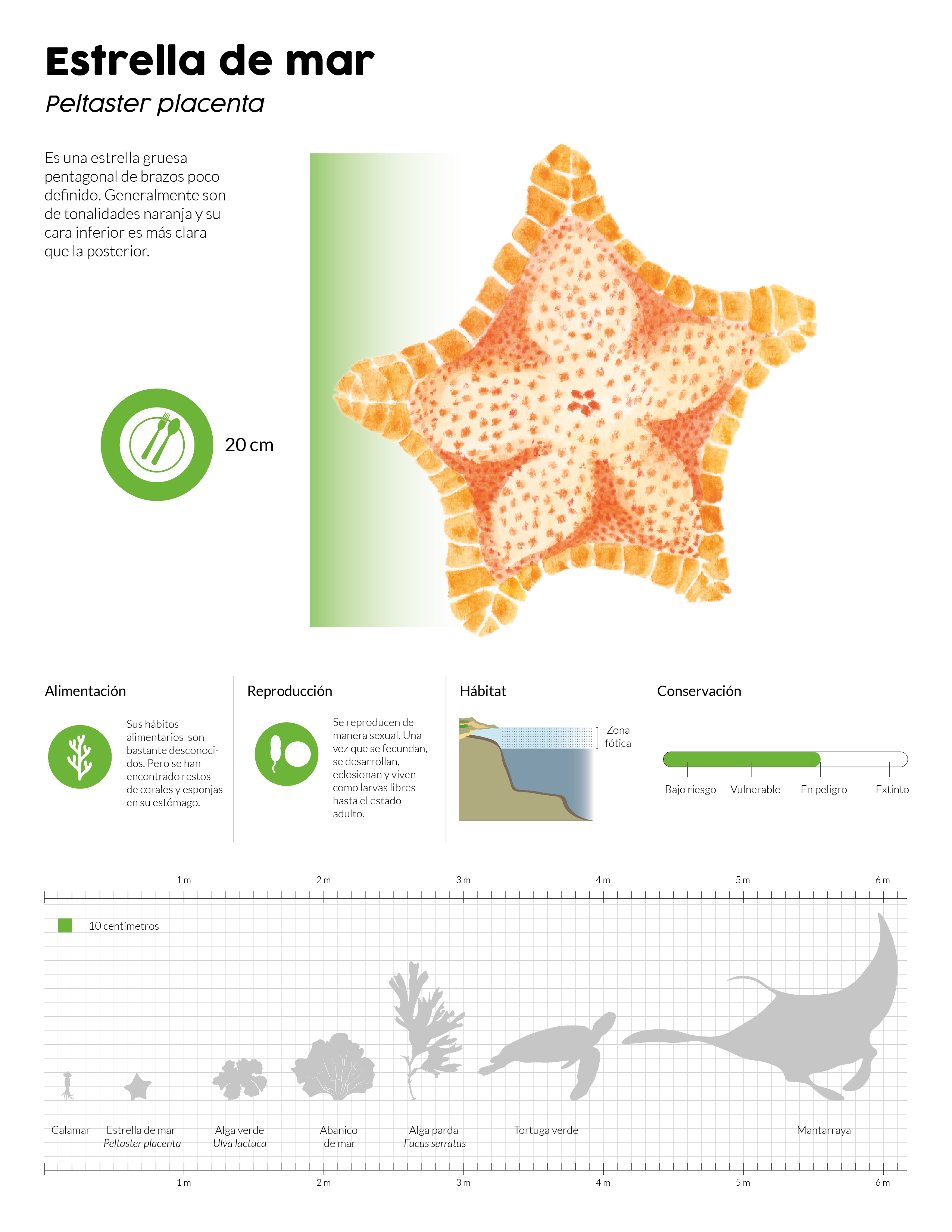 Ejemplo de lamina sobre la estrella de mar